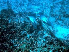 下锚损坏珊瑚礁 支付和解费10万美元